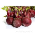 High Quality Pure Natural Red Beet Root Extract Powder